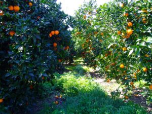 orange-grove