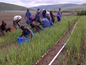 GERTLER FAMILY FOUNDATION KITOKO FOOD FARM