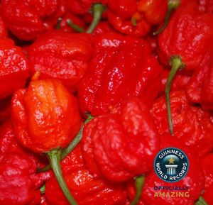 gwr-peppers-hd-sq-300x289