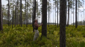 60948-forests-original